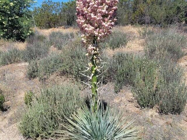 Área para Venta en Tecate - 5